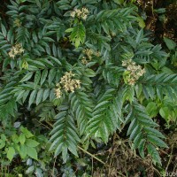 Micromelum minutum (G.Forst.) Wight & Arn.
